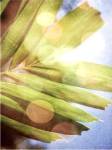 Tropical Daydream I by Emily Robinson