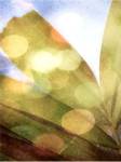 Tropical Daydream II by Emily Robinson