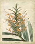 Tropical Delight I by Edmonston and Douglas