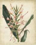Tropical Delight III by Edmonston and Douglas