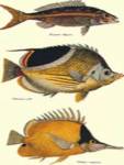 Tropical Fish by J. and W. Bennet and Couvier