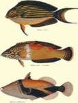 Tropical Fish by J. and W. Bennet and Couvier