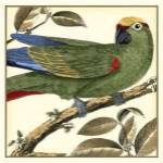 Tropical Parrot I by Martinet