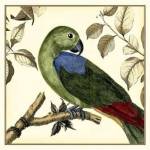 Tropical Parrot III by Martinet