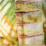 Tropical Texture II by Emily Robinson
