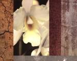 Tropical Whites I by M.J. Lew