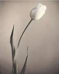 Tulip by Laurie Eastwood