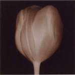 Tulip 8x8 by Melissa Springer