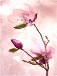 Tulip Blush I by Zalewiski