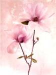 Tulip Blush II by Zalewiski