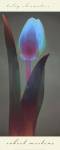 Tulip Chromatics I by Robert Mertens