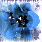 Tulip Fresco (blue) by Erin Clark