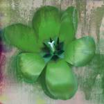 Tulip Fresco (green) by Erin Clark
