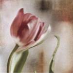 Tulip Front by Judy Mandolf