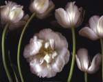 Tulip Garden by Bloomfield