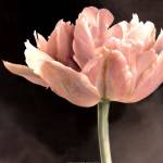 Tulip I by Sondra Wampler