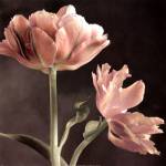 Tulip II by Sondra Wampler