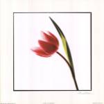 Tulip Impressions I by Mark Baker
