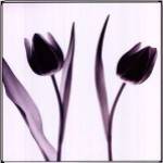 Tulip Impressions IV by Mark Baker