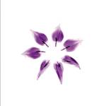 Tulip Petals by Mark Baker
