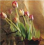 Tulip Reflection by Susan Friedman