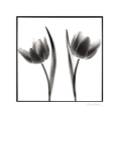 Tulip Shades II by Mark Baker