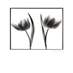 Tulip Shades II by Mark Baker