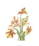 Tulip Spray I by Pamela Shirley