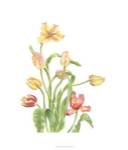 Tulip Spray II by Pamela Shirley