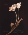Tulip Sylvestrie No. 10 by Natasha D'Schommer