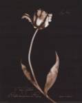 Tulip Sylvestrie No. 44 by Natasha D'Schommer