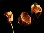 Tulip Trio by Ilona Wellmann
