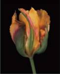 Tulipa Golden Artist by Derek Harris