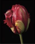 Tulipa Orange Flame by Derek Harris
