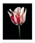 Tulipa Sorbet by Derek Harris