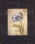 Tulipe Bleue II by Carol Robinson