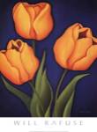 Tulips by Will Rafuse