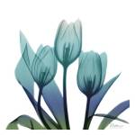Tulips by Albert Koetsier
