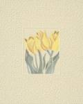 Tulips by John W. Hope