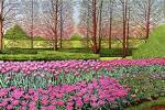 Tulips At Longwood Gardens I, Kennett Square Pa by Thelma Winter