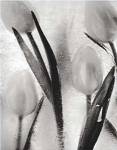 Tulips on Ice by Ryuijie