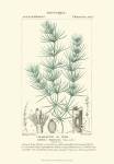 Turpin Botany I by Pierre Jean Francois Turpin