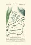 Turpin Botany III by Pierre Jean Francois Turpin