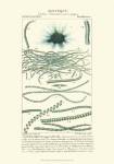 Turpin Botany IV by Pierre Jean Francois Turpin