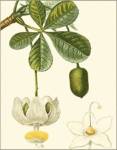Turpin Tropicals II by Pierre Jean Francois Turpin