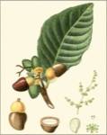 Turpin Tropicals V by Pierre Jean Francois Turpin