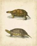 Turtle Duo I by John William Hill