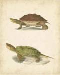 Turtle Duo II by John William Hill