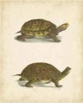 Turtle Duo III by John William Hill