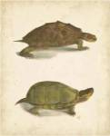 Turtle Duo IV by John William Hill